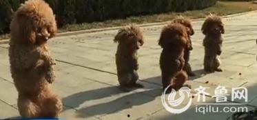 训幼犬视频,从零开始，培养完美宠物伴侣