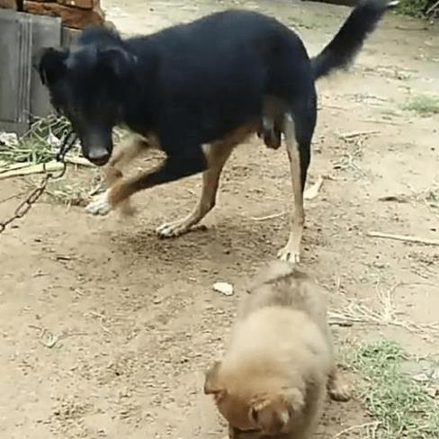 杀小奶狗视频