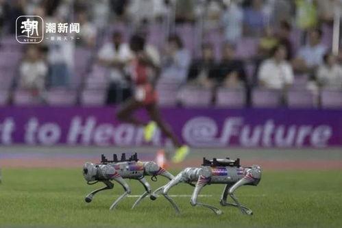 铁饼怎么扔教学视频,跟随教学视频轻松掌握投掷要领