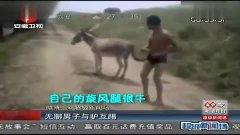 驴笑的视频,欢乐满溢的动物喜剧时刻