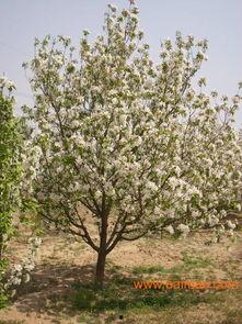 海棠树修剪视频,视频教程深度解读