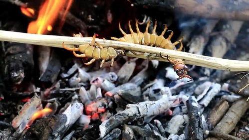 捉蜈蚣视频,一场惊心动魄的视觉盛宴