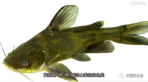 介绍鱼的视频